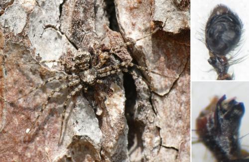 Réf. 229 402 : Philodromus pinetorum